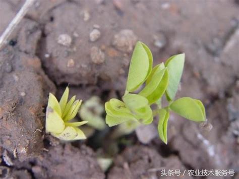 花生繁殖方式|花生的一生生長周期，生育特點、栽培種植管理技術要。